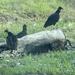vultures at colony ridge land