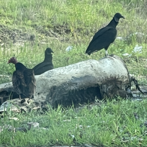 vultures at colony ridge land