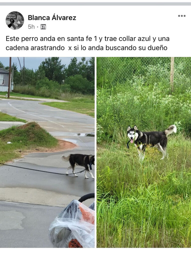 Stray Dogs are rampart in Colony Ridge's Terrenos Houston by William and John Harris